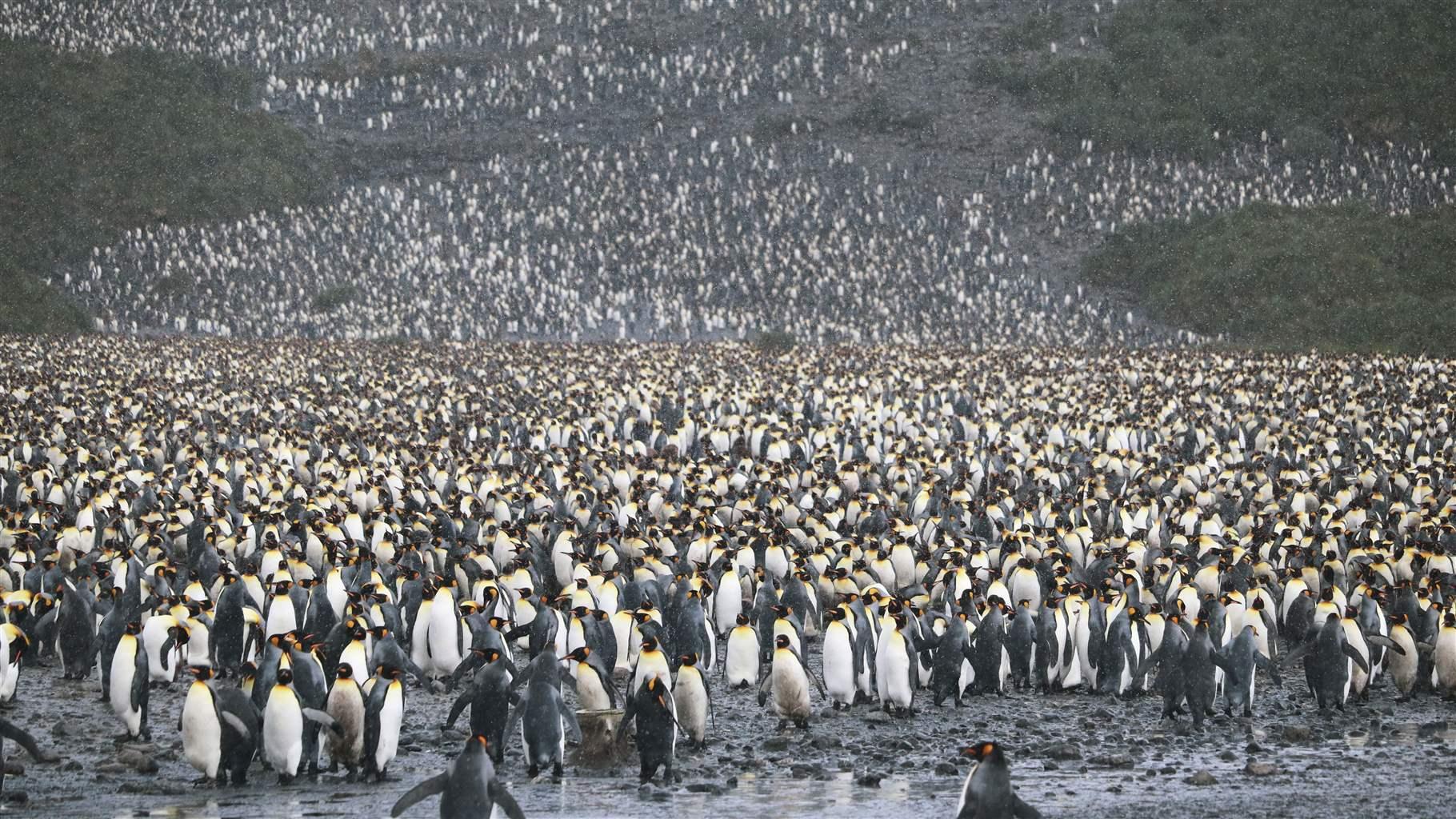 Thousands of penguins—black and white, with tufts of golden and reddish feathers in their head and neck areas—crowd onto a black mud-and-rock beach that rises to a hillside, which is also almost completely filled with penguins.