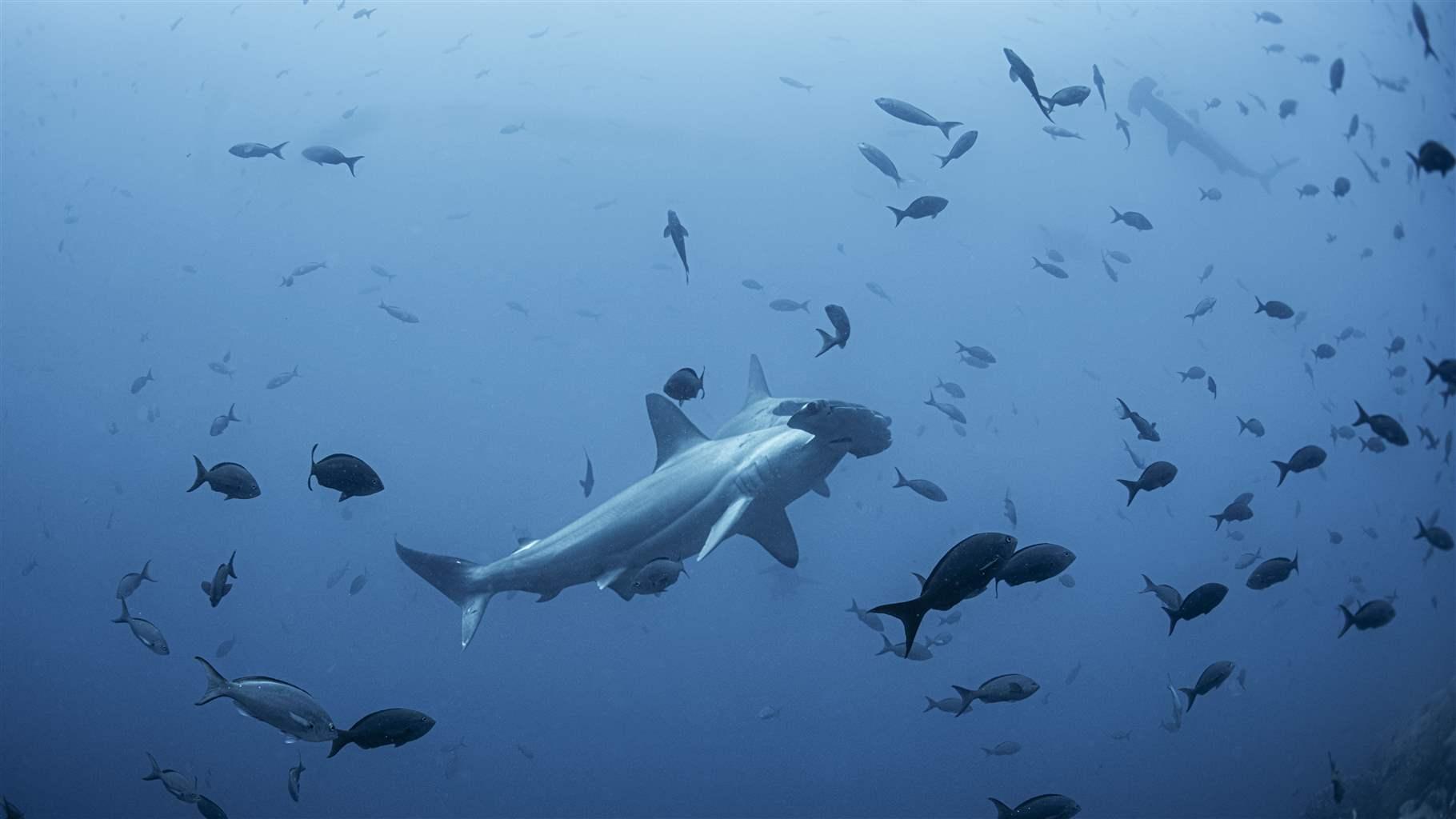 A variety of fish swim among hammerhead sharks in blue ocean water as sunlight streams in from the surface.